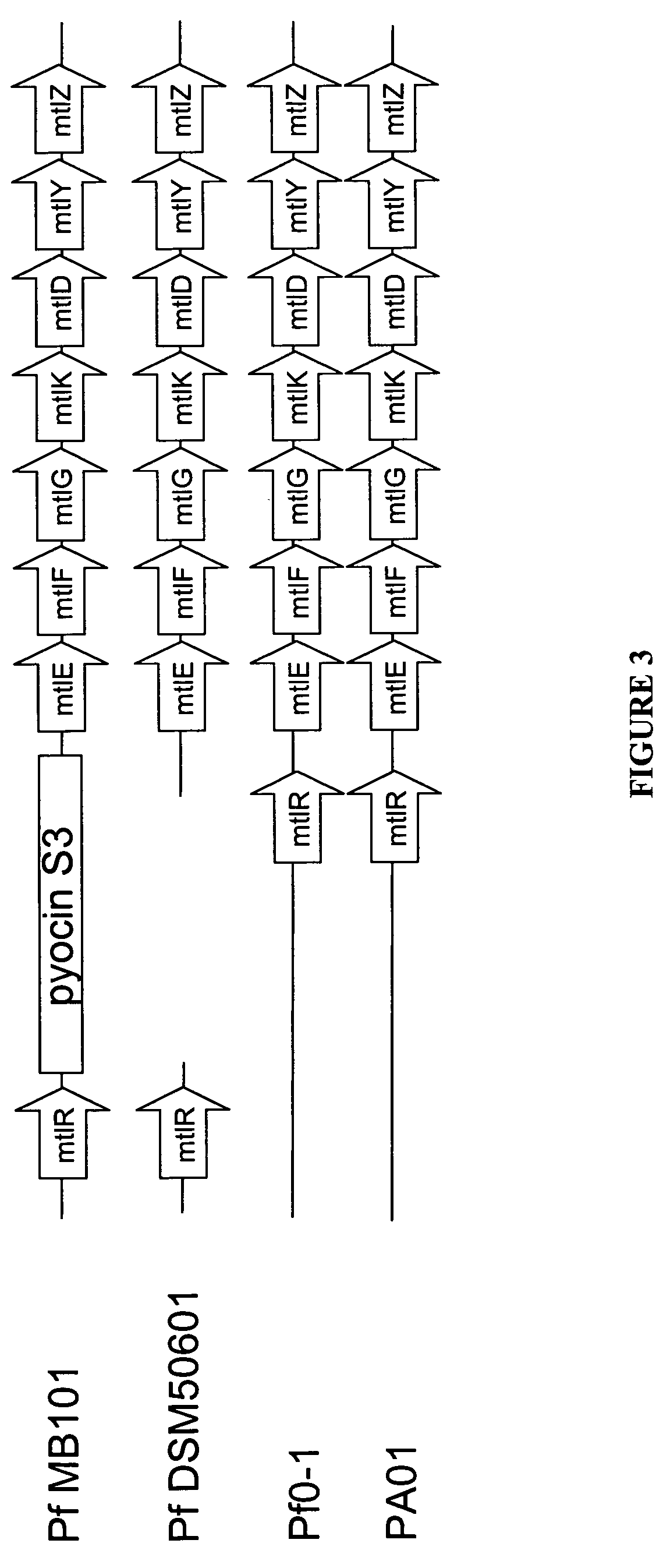 Mannitol induced promoter systems in bacterial host cells