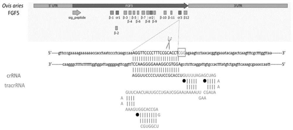 A method for improving the efficiency of CRISPR/Cas9-mediated biallelic mutation and its application