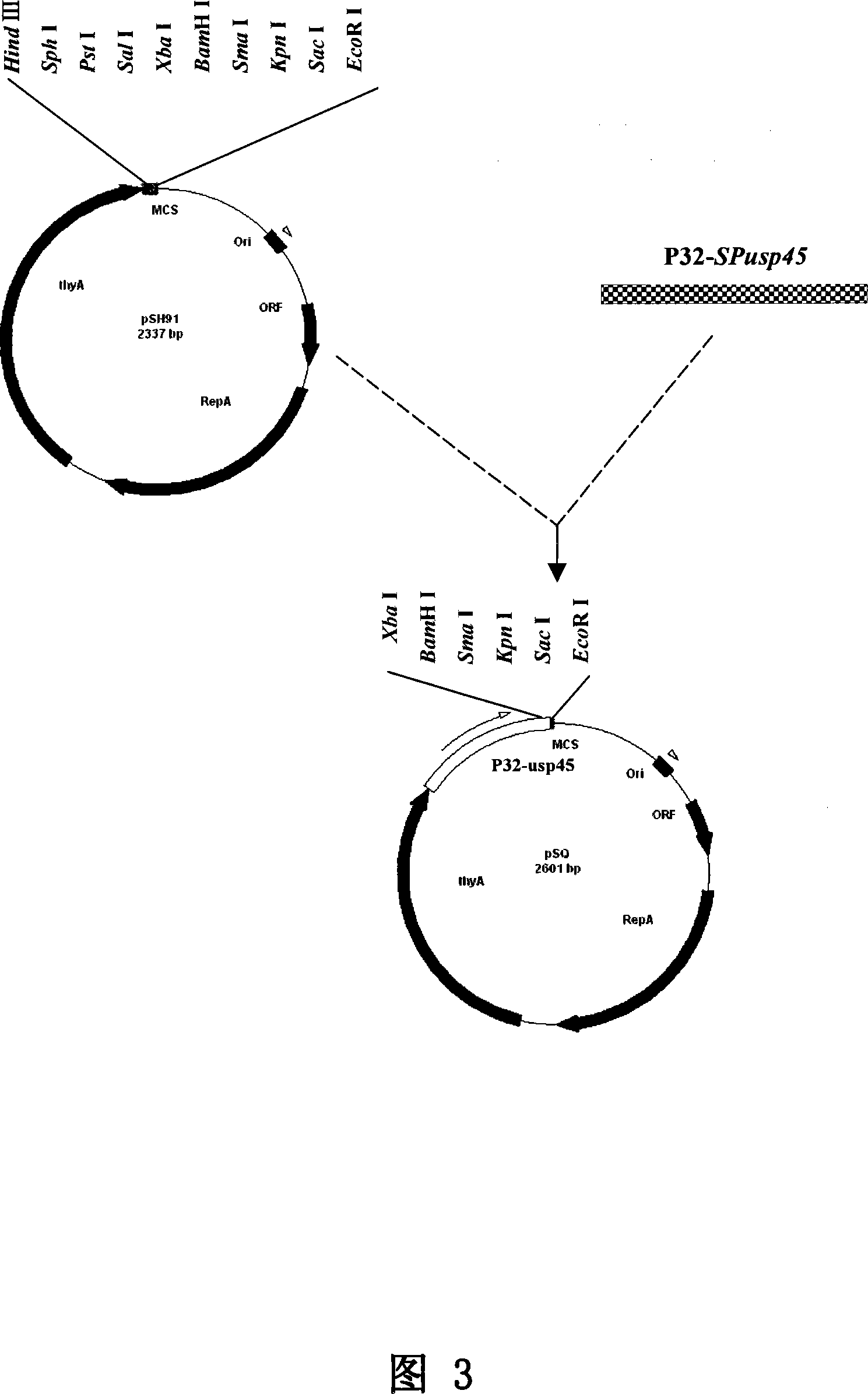 Lactococcus lactis food-sate secretion expression carrier and its preparing method and application