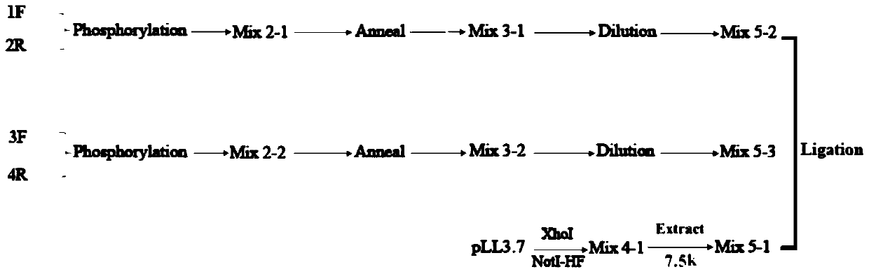 Method for building long-fragment target gene through polynucleotide kinase and application of method