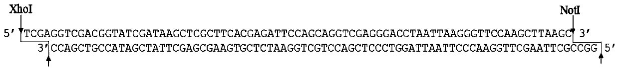 Method for building long-fragment target gene through polynucleotide kinase and application of method