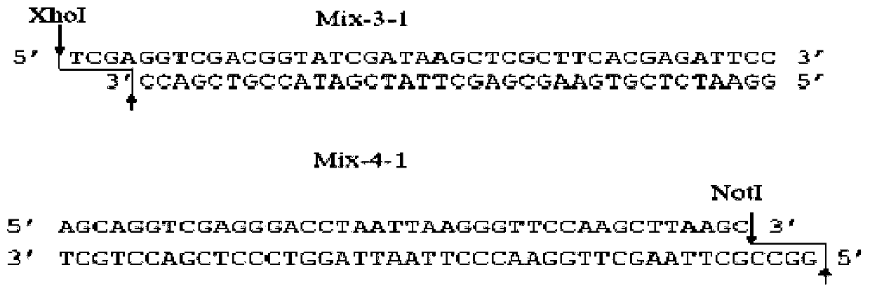 Method for building long-fragment target gene through polynucleotide kinase and application of method