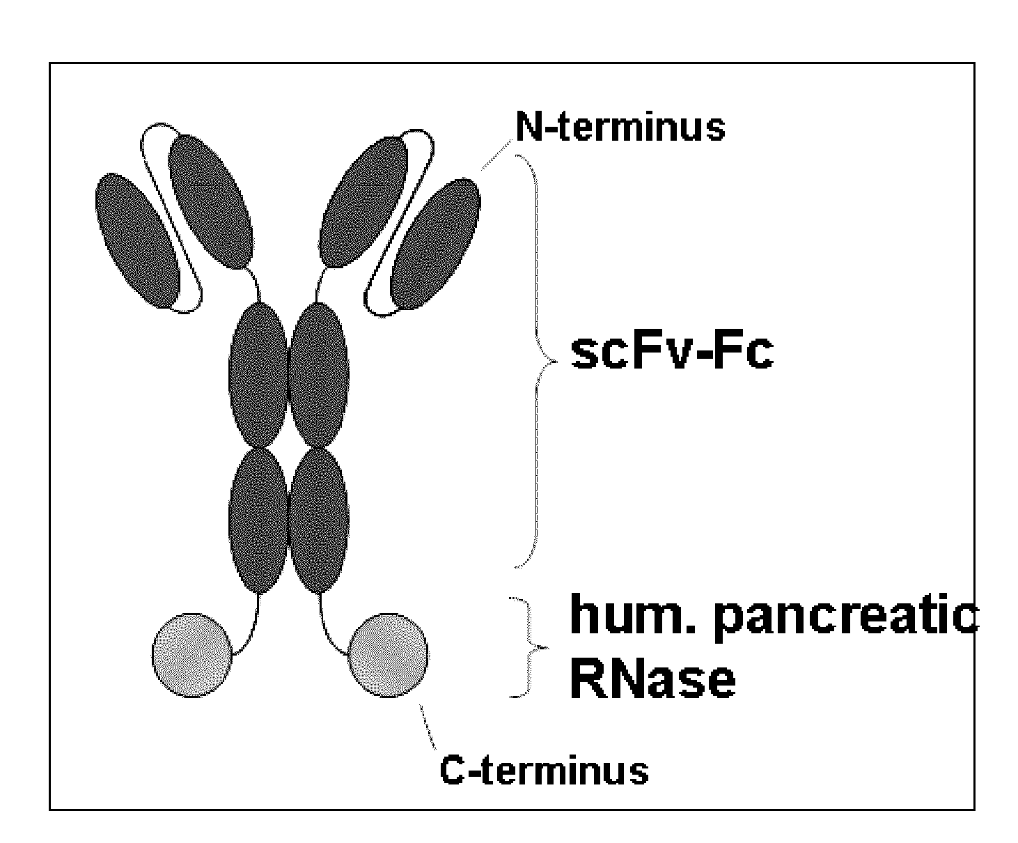 Antibody-rnase-conjugate