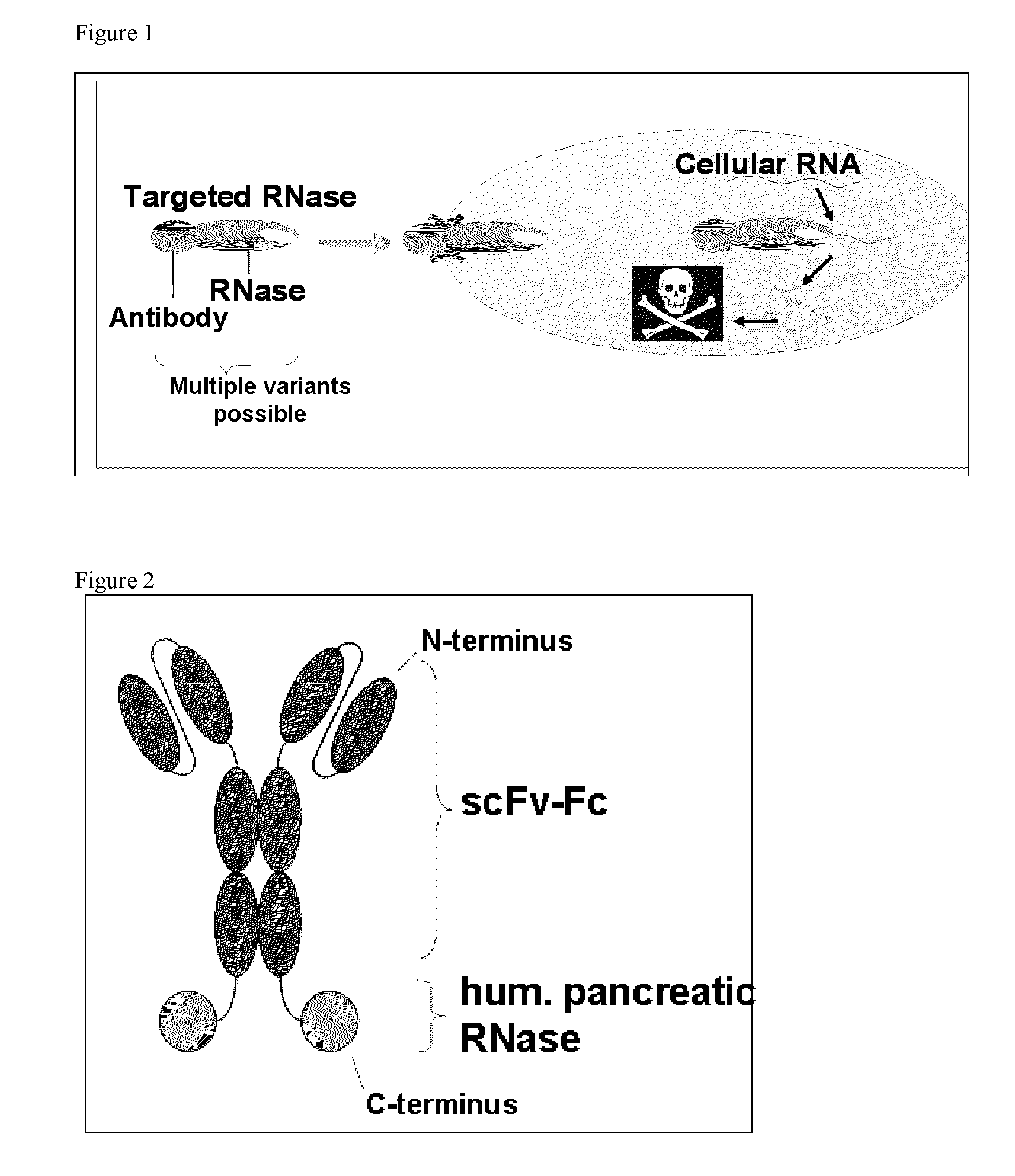 Antibody-rnase-conjugate