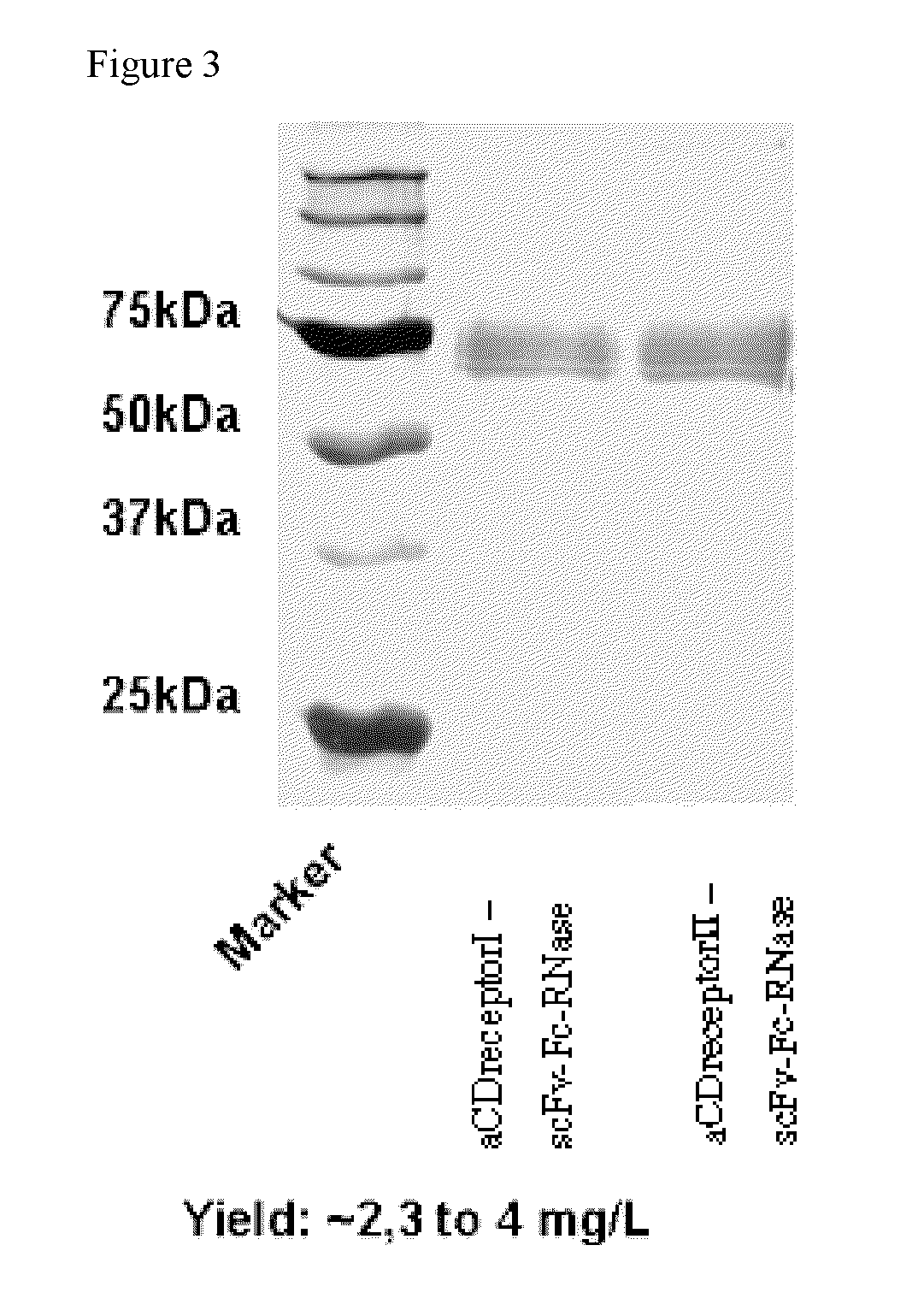 Antibody-rnase-conjugate