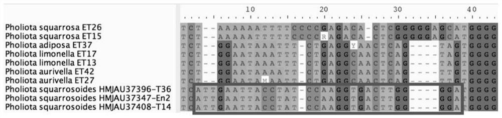 Specific gene of pholiota adipose and application of specific gene