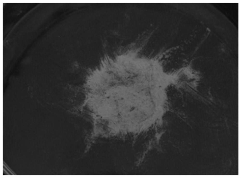 A method for improving hybrid seed production efficiency of self-incompatibility gramineous plants