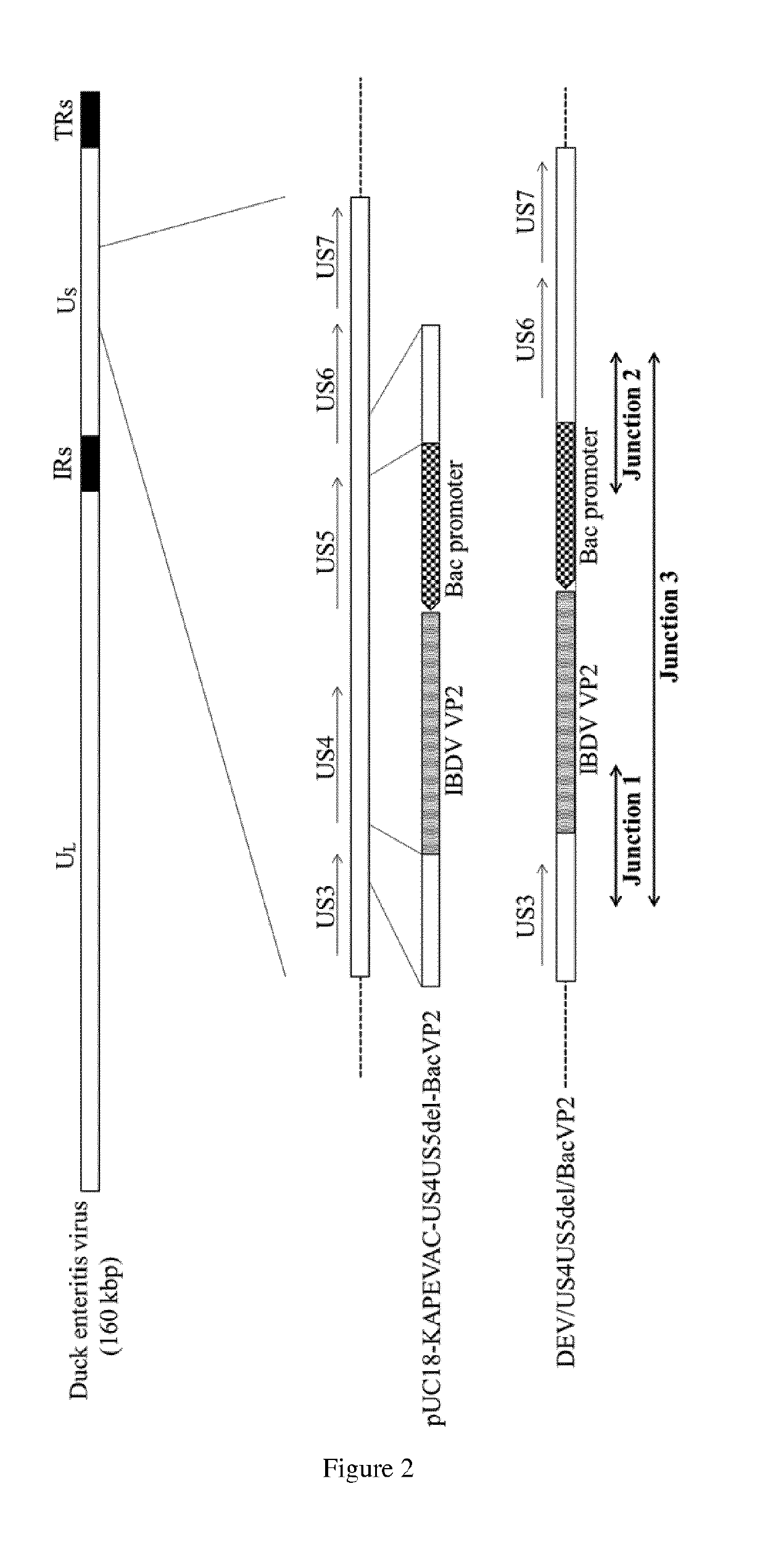 Duck enteritis virus and the uses thereof