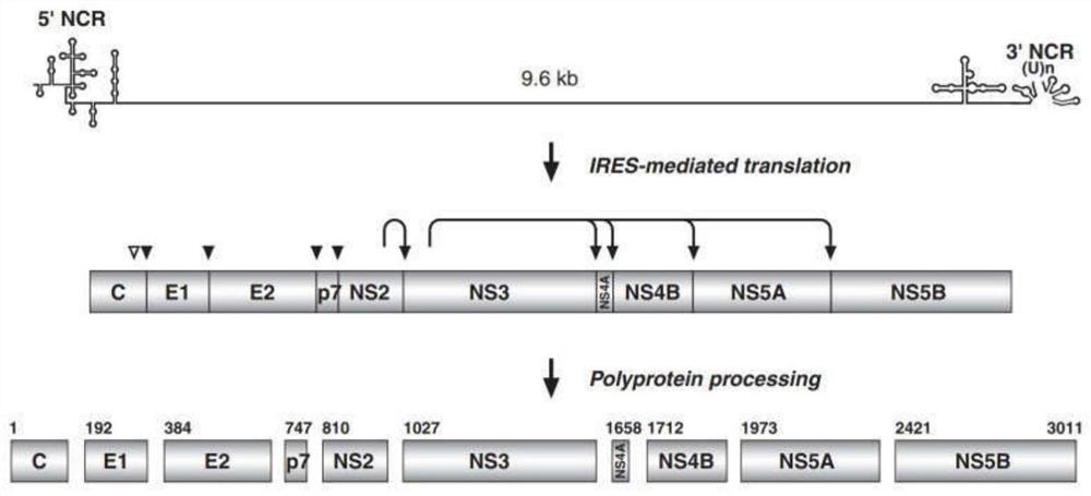 Chemiluminiscence kit for detecting anti-envelope glycoprotein antibody in serum of HCV infected person, and detection method