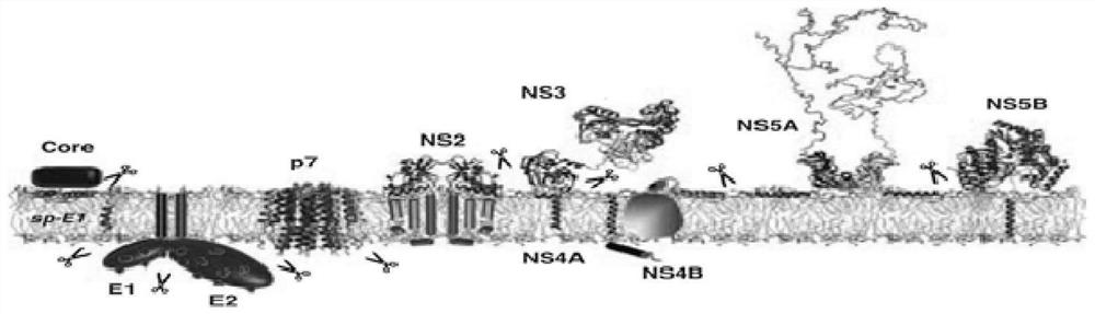 Chemiluminiscence kit for detecting anti-envelope glycoprotein antibody in serum of HCV infected person, and detection method