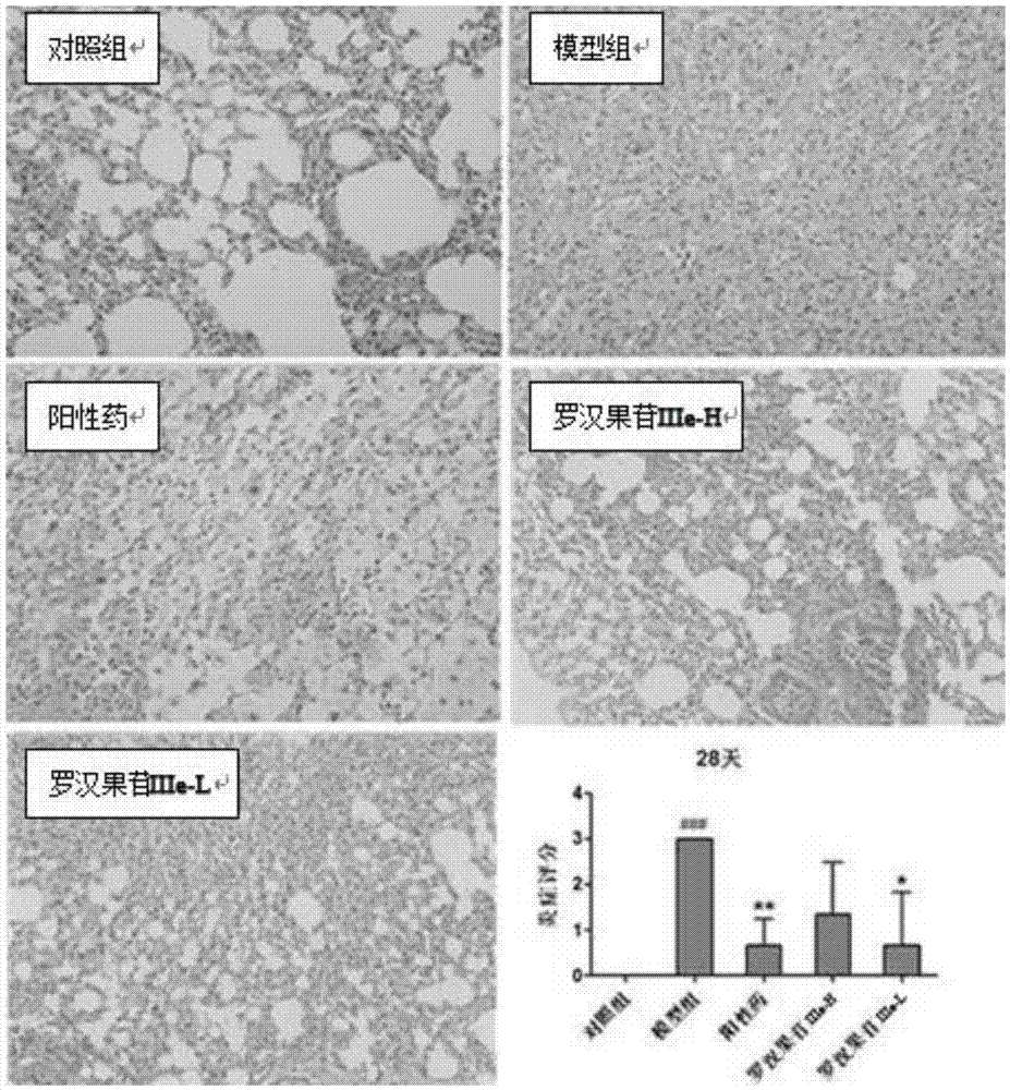 Application of cucuribitane tetracyclic triterpenoids in resisting pulmonary fibrosis