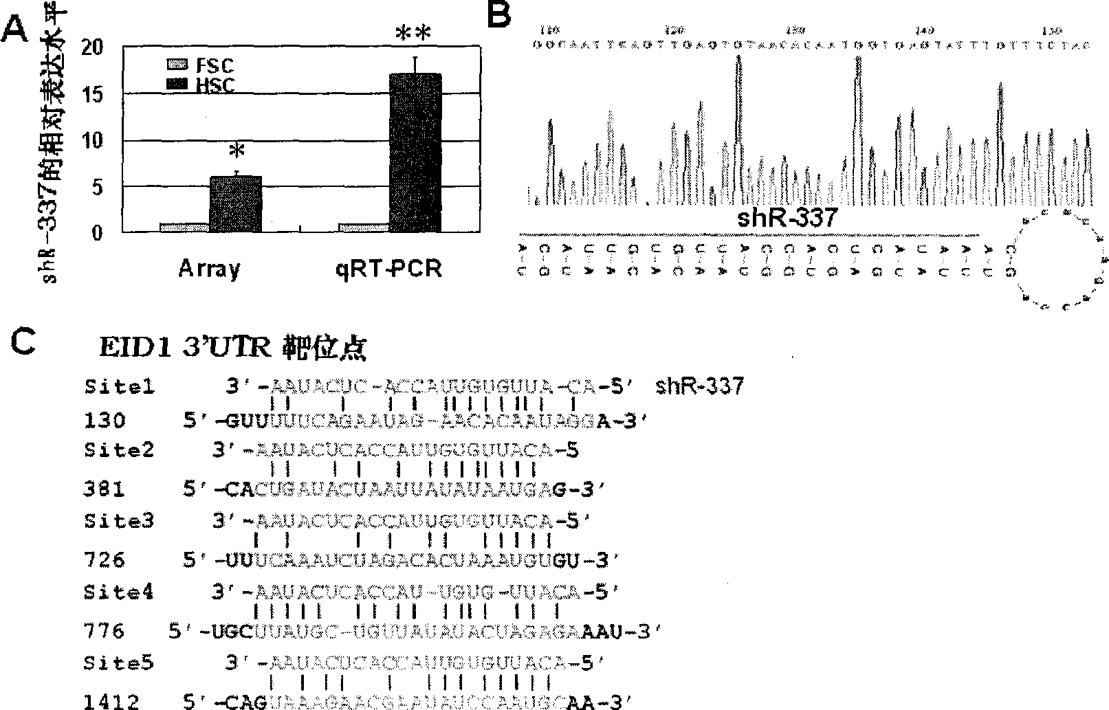 Small RNA numerator for differentiation of mesenchyma stem cell into hematopoiesis cell and function target point thereof