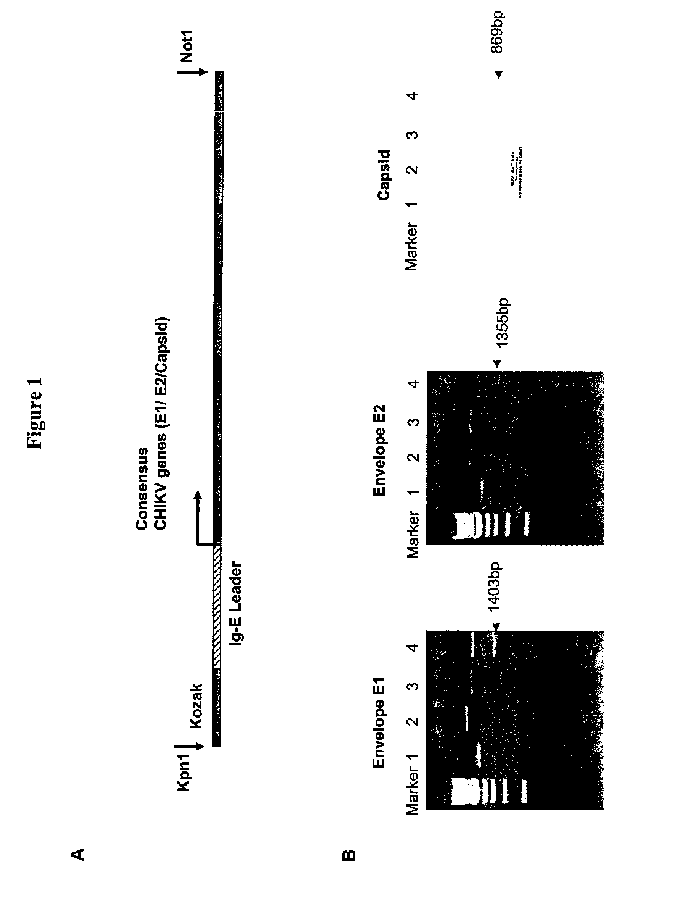 Consensus sequences of chikungunya viral proteins, nucleic acid molecules encoding the same, and compositions and methods for using the same