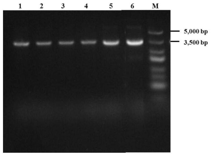 Gamma-PGA polymerase gene recombinant strain as well as construction method and application thereof