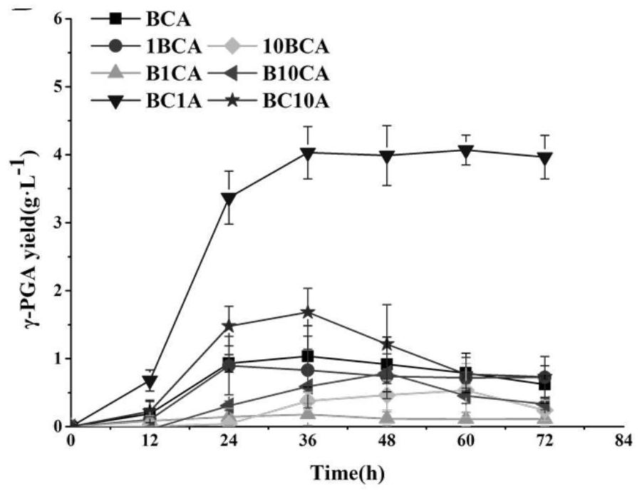 Gamma-PGA polymerase gene recombinant strain as well as construction method and application thereof