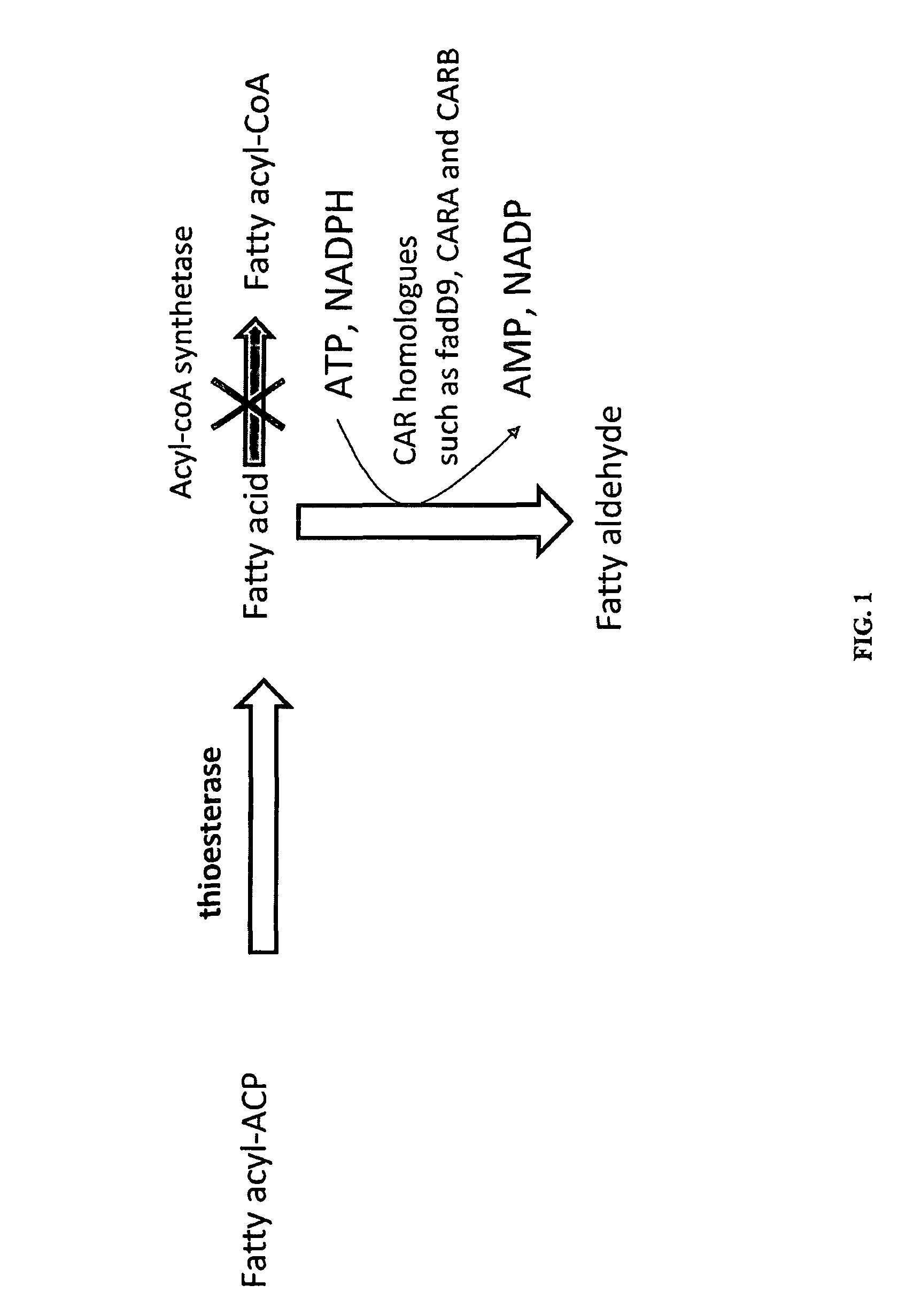 Methods and compositions for producing fatty aldehydes