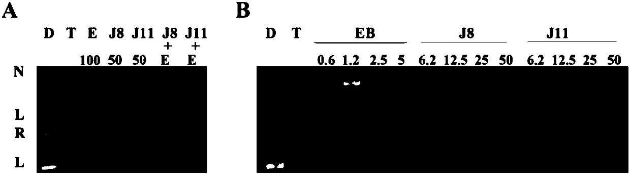 Benzimidazole derivative, preparation method thereof and application of benzimidazole derivative to tumor resistance