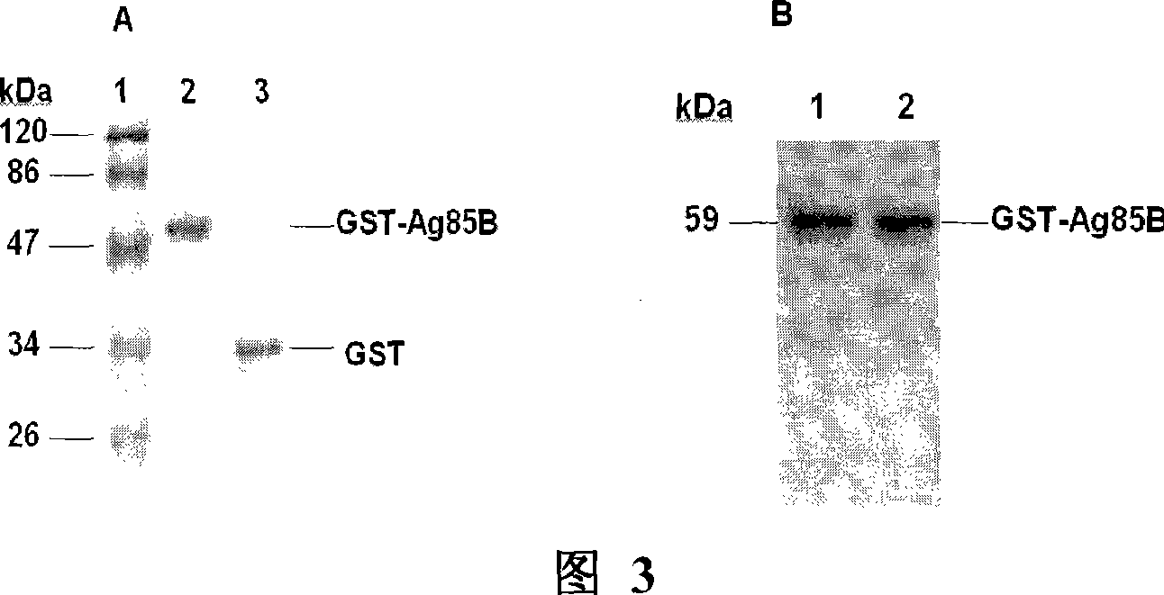 Carrier bacterin of attenuated typhoid bacterium of carrying tubercle branch bacillus Ag85B