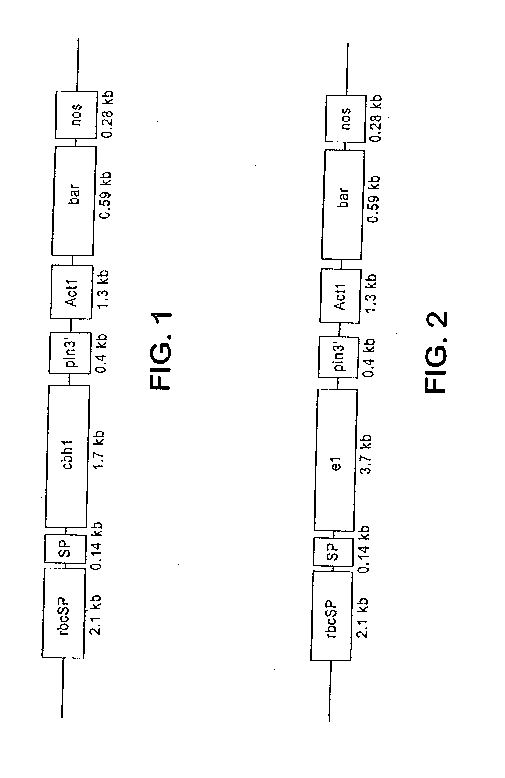 Transgenic cover plants containing hemicellulase and cellulase which degrade lignin and cellulose to fermentable sugars