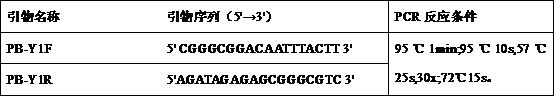 Specific PCR identification primer for identifying bulbus fritillariae ussuriensis and application of specific PCR identification primer