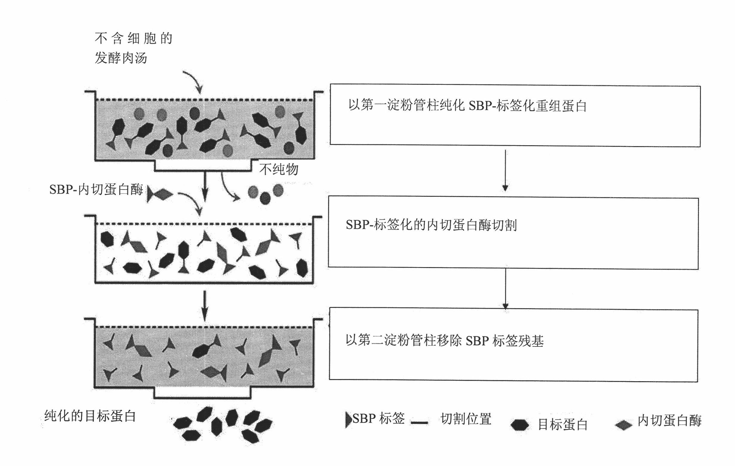 Method and system for protein purification