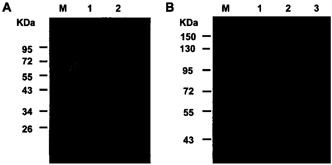 Application of kaempferol-3-O-rutinoside to preparation of medicine for treating PCSK9 (Proprotein convertase subtilisin/kexin type 9)-mediated disease