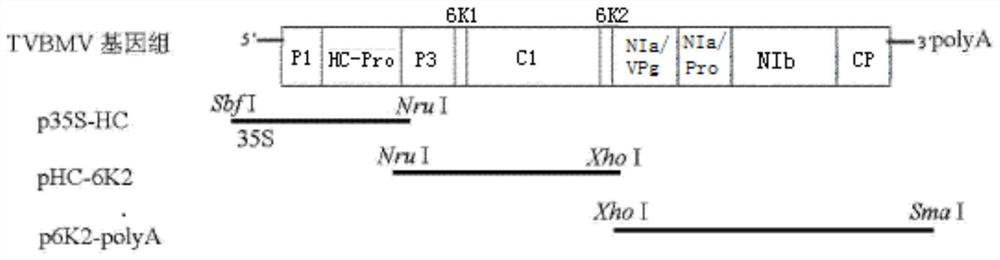 A kind of attenuated vaccine against cucumber mosaic virus, preparation method and application thereof