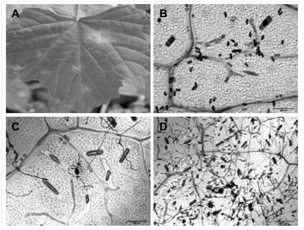 A method for rapid identification of disease resistance by using powdery mildew of grapes to inoculate detached leaves of grapes