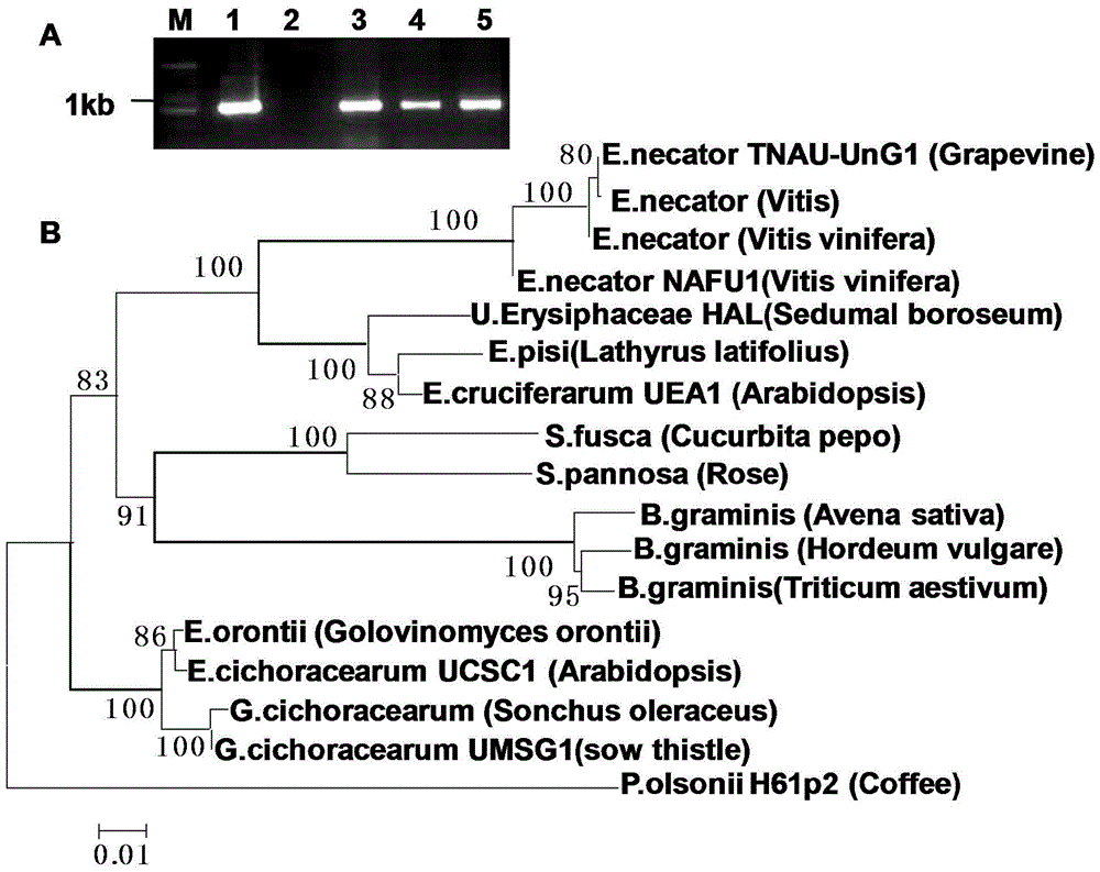 A method for rapid identification of disease resistance by using powdery mildew of grapes to inoculate detached leaves of grapes