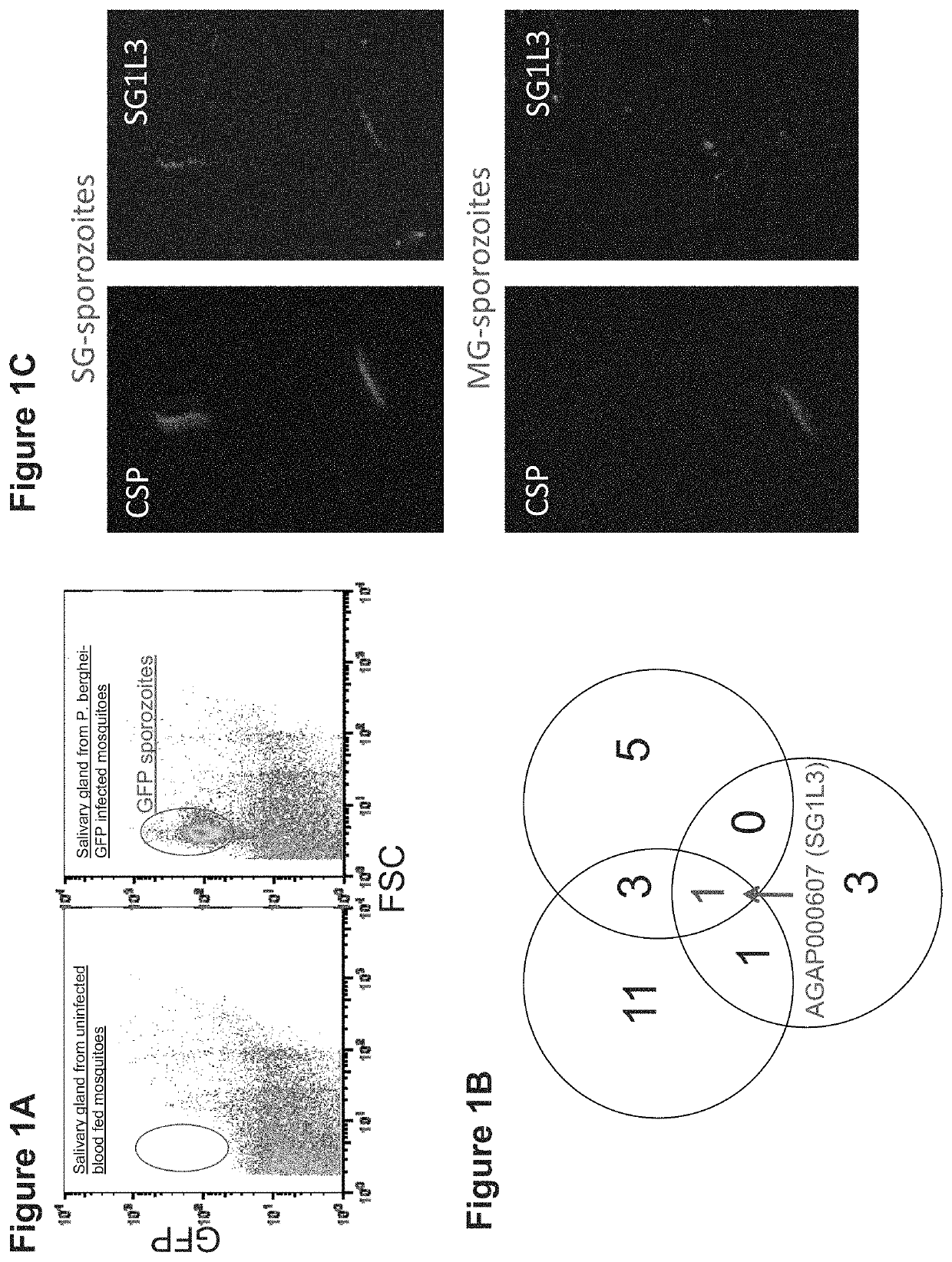 Mosquito saliva protein malaria vaccine