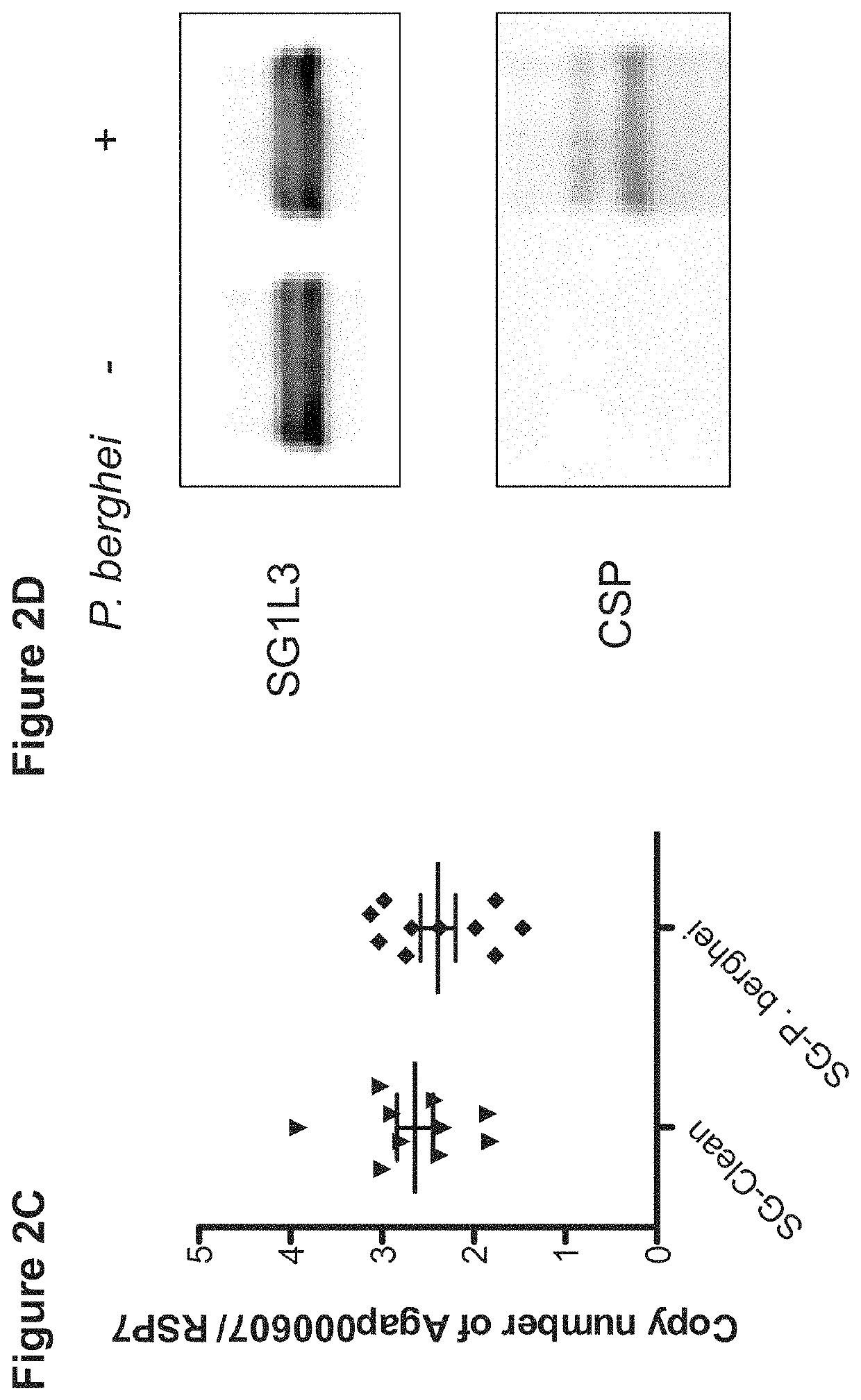 Mosquito saliva protein malaria vaccine