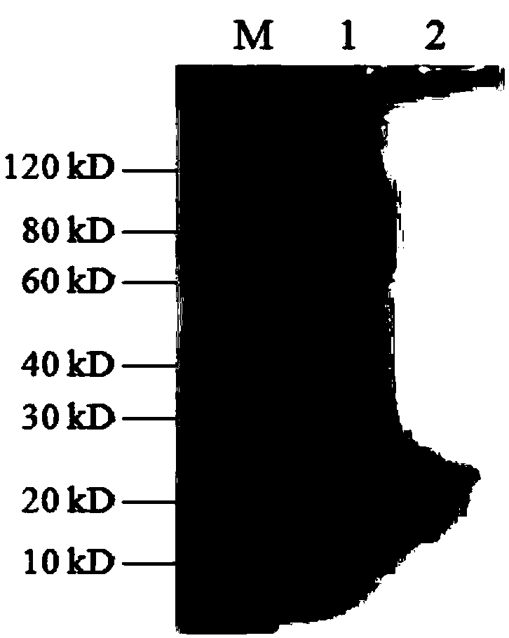 Broad-spectrum lyase derived from salmonella bacteriophage and antibacterial application thereof