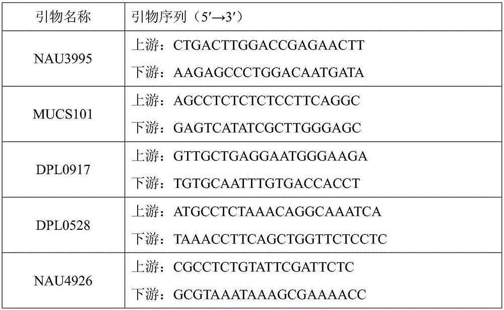 SSR molecular marker primer set for identifying purity of variety Shandong cotton research number 34 and application thereof