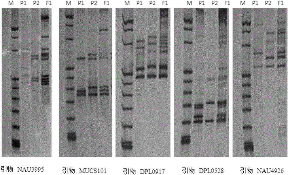 SSR molecular marker primer set for identifying purity of variety Shandong cotton research number 34 and application thereof