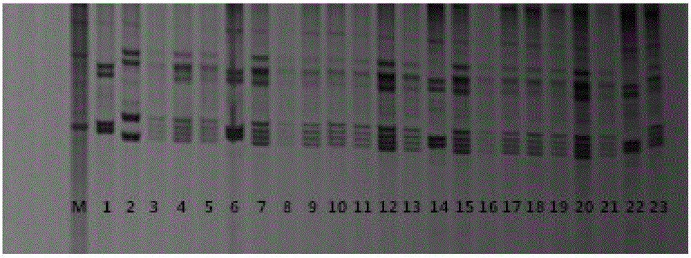 SSR molecular marker primer set for identifying purity of variety Shandong cotton research number 34 and application thereof