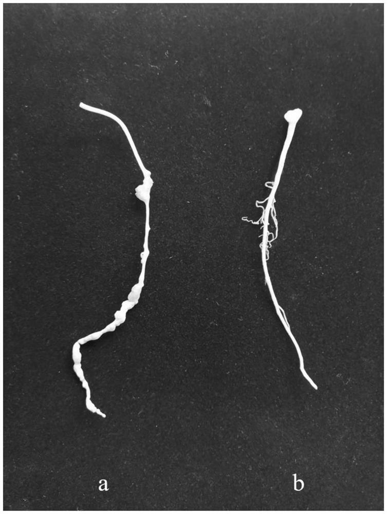 Ecological cultivation method for intercropping atractylodes macrocephala koidz and soybeans