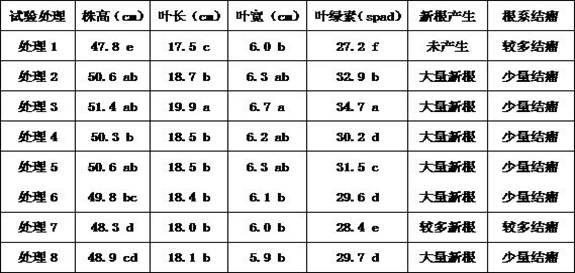 Microbial fertilizer with continuous cropping resisting effect, preparation method and application thereof