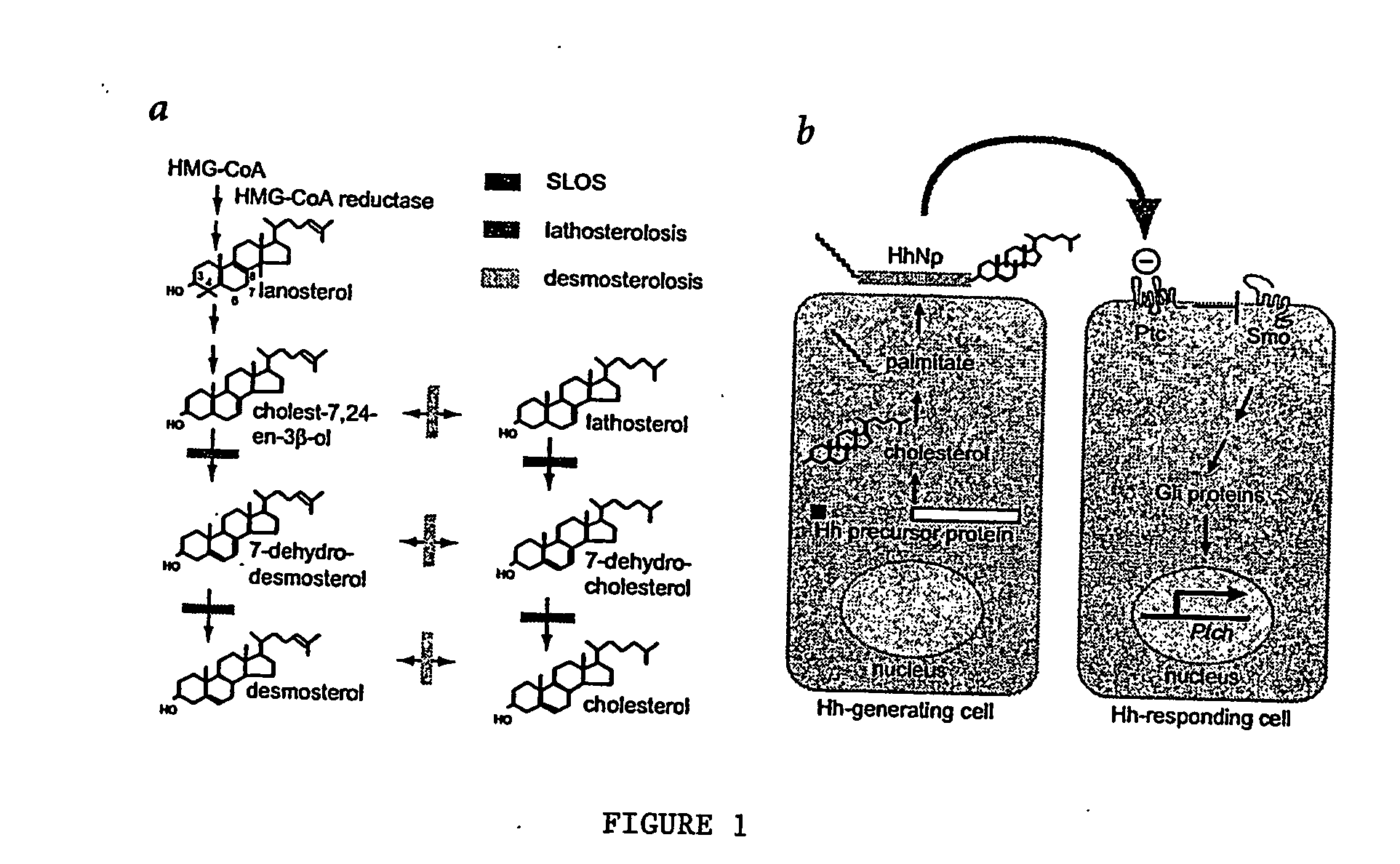 Neuronal cell lineages and methods of production thereof