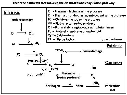 Procoagulant polypeptide LGTX-F2 and application thereof