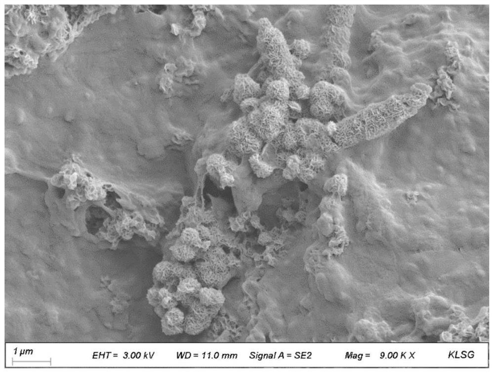 Method for sealing carbon dioxide by using basophilic algae