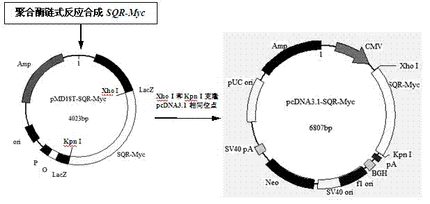 Sulfide quinone oxidoreductase intestinal tract directed expression vector and cell line thereof