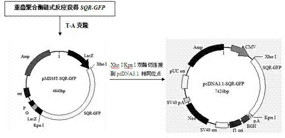 Sulfide quinone oxidoreductase intestinal tract directed expression vector and cell line thereof