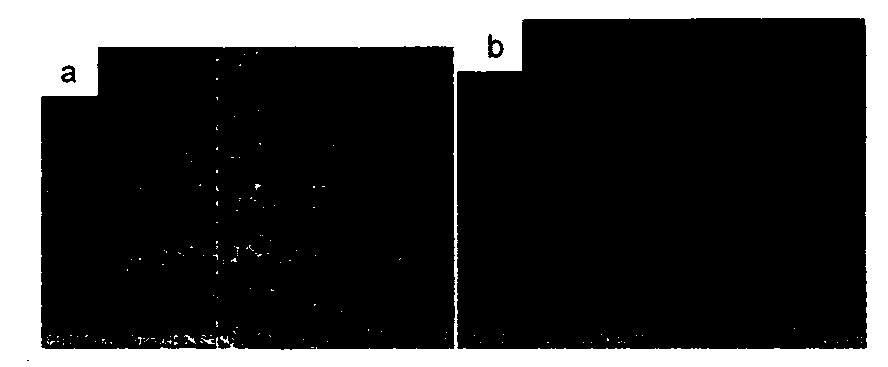 Rapid preparation method of three-dimensional ordered macroporous titanium dioxide