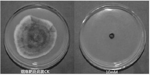 Use of 6-nitrouracil in the preparation of fungicides for preventing and treating plant diseases caused by plant pathogenic bacteria