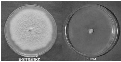 Use of 6-nitrouracil in the preparation of fungicides for preventing and treating plant diseases caused by plant pathogenic bacteria