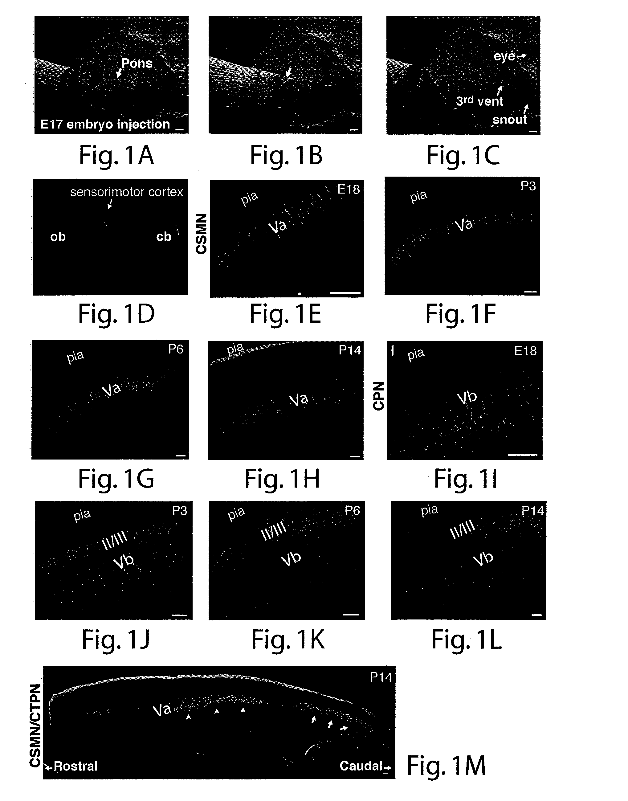 Methods and compositions relating to neuronal cell and tissue differentiation