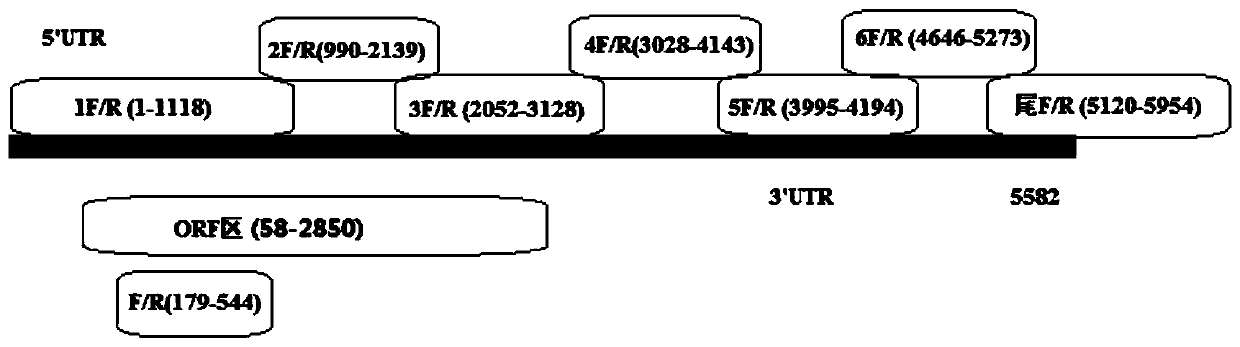 Bombyx mori microsporidia dna2 gene and its application