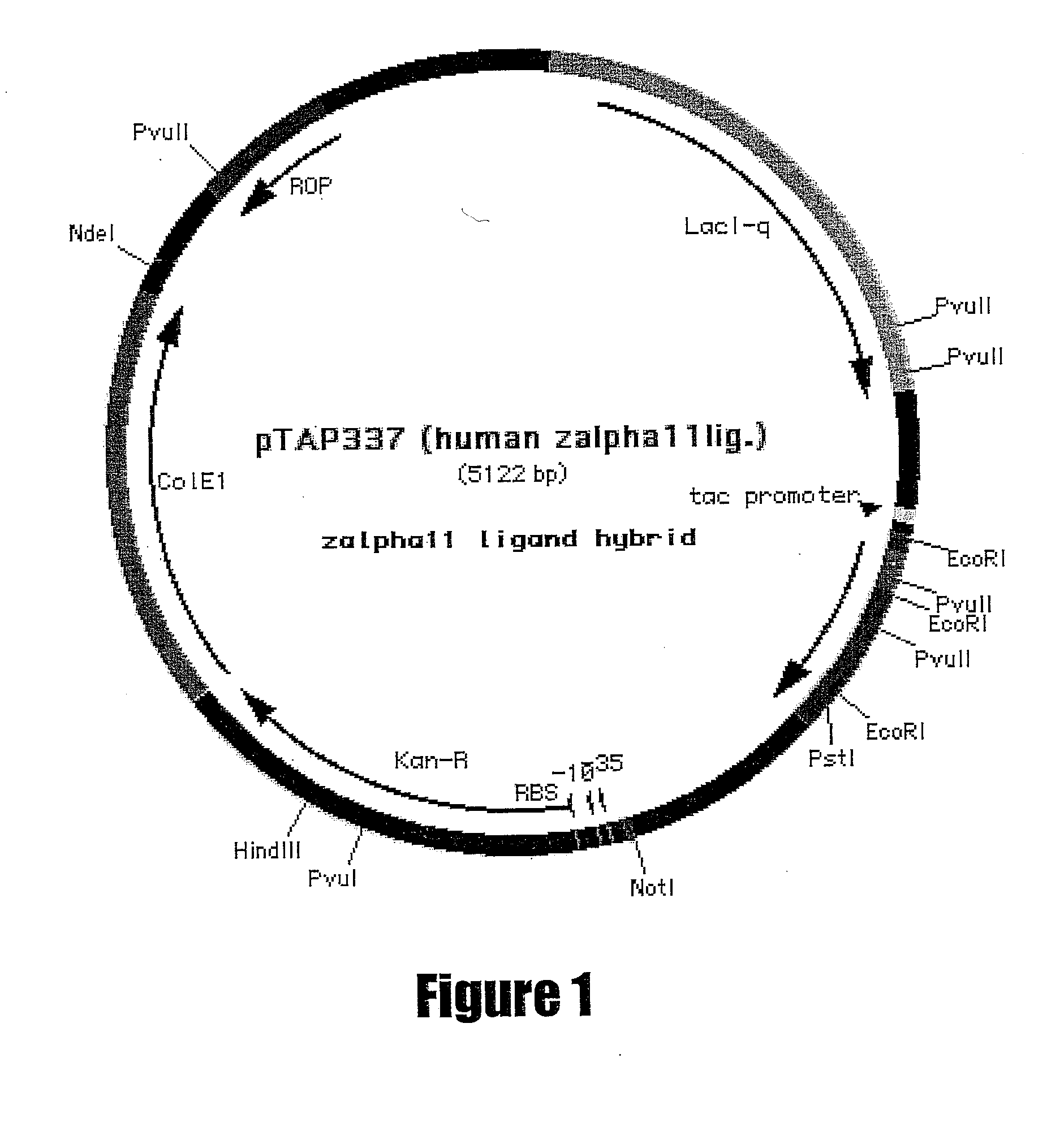 Il-21 production in prokaryotic hosts