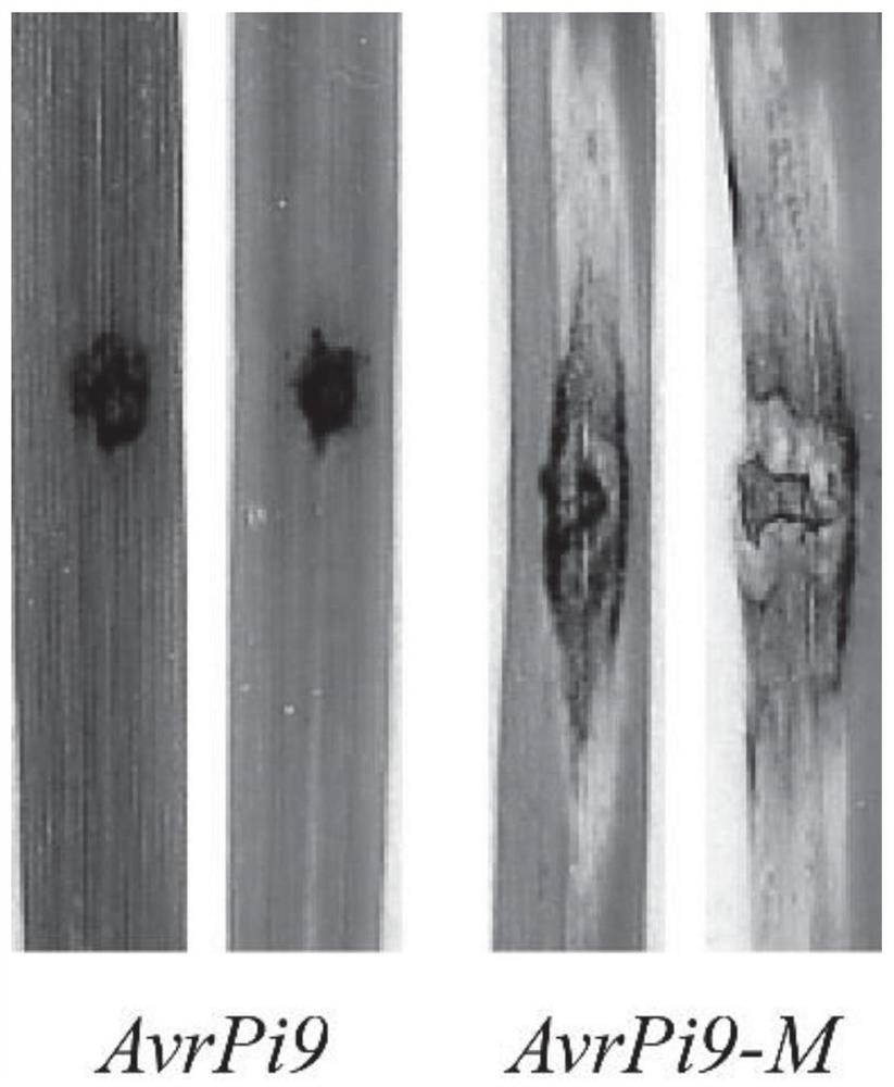 A primer set, kit and method for detecting pathogenic variants of avirulent gene avrpi9 of oryzae oryzae