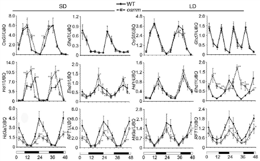 RNA binding protein OsRRM and application of RNA binding protein OsRRM in regulation and control of sugar transport in rice